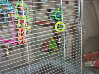 The masked lovebirds in their cage!