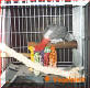 Max has his own cage that prevents him from falling
