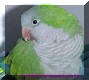 My little sister Resky, she is a quaker or monk parakeet