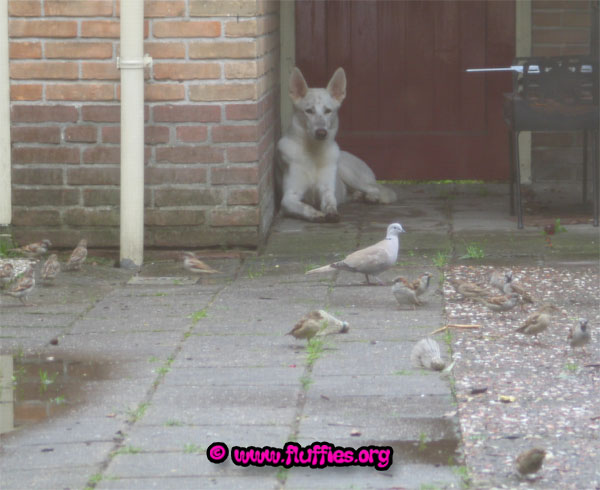 I'm guarding those poor birdies..