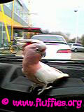 Let's go pick up Iago.. :-)