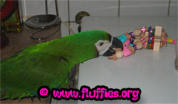 Lilo & her new toy..