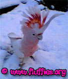 Don't I look handsome in the snow?