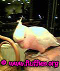 Did I drop those bread crumbs? Naaah!