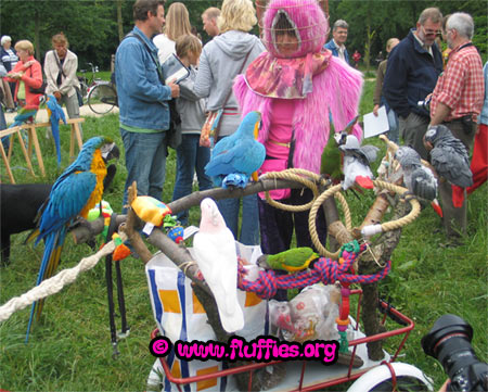 From left to right: Lola the blue and gold macaw, Zazu, Lorre the blue and gold macaw, Iago, Lilo the severe macaw quarrelling with a Congo African grey parrot & two other Congo African grey parrots