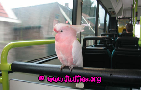 Cockatoos love travelling by bus!