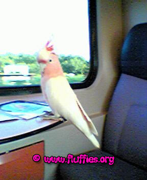 Sitting on the table, not on the chairs.. (Bad mannered birdy!)