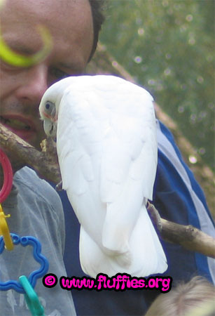 A bare eyed cockatoo or Cacatua pastinator sanguinea 