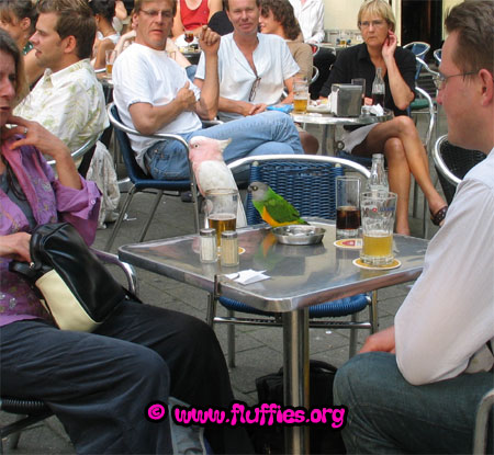 Iago & Zazu on the terrace
