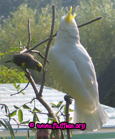 Triton cockatoo vs Meyers parrot