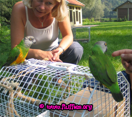 Dirkje, the oldest Senegal parrot I know: 38 years old!