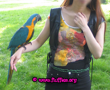 Me with the gorgeous blue throated macaw!