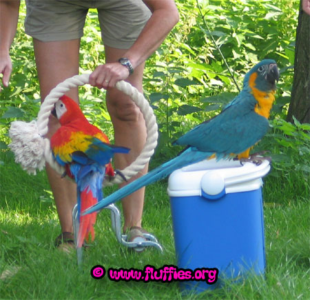 Scarlet macaw & blue throat macaw or caninde macaw!