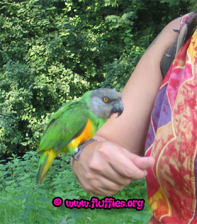 Joris, the Senegal parrot became a modern parrot!