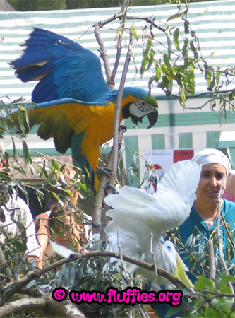 Paco, the triton cockatoo & a blue and gold macaw quarreling!