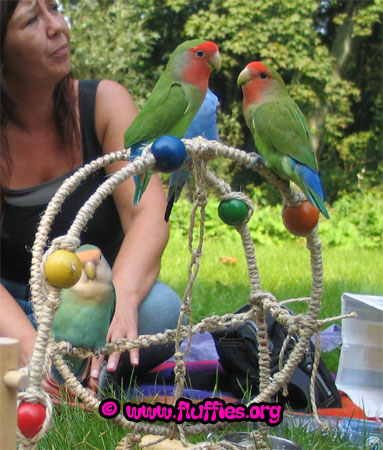 Peach faced lovebirds & a budgie!