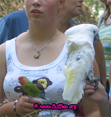Roxy (right), an umbrella cockatoo