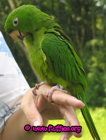 A conure?