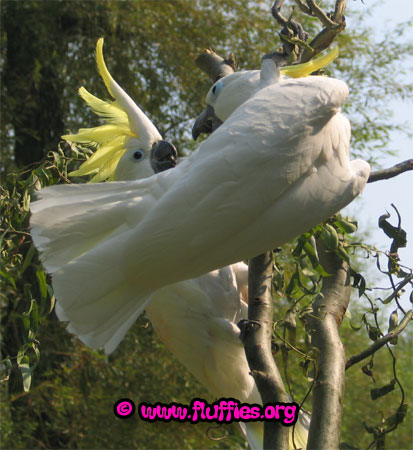 Paco, the triton cockatoo with an eleonora cockatoo