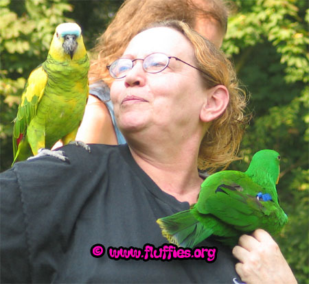 An eclectus parrot & blue front amazon