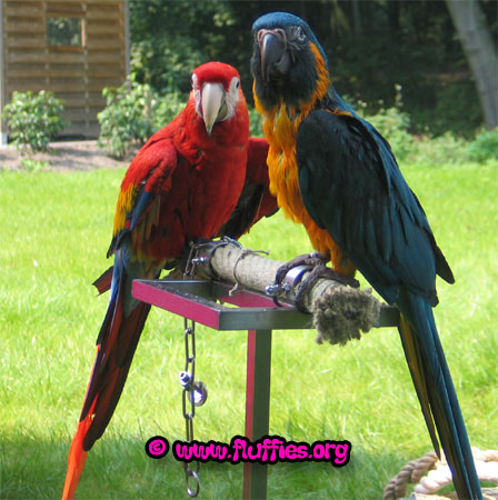 blue throated macaw (ara glaucogularis) & scarlet macaw (ara macao)