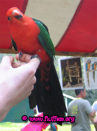 An amboina kind parrot! 