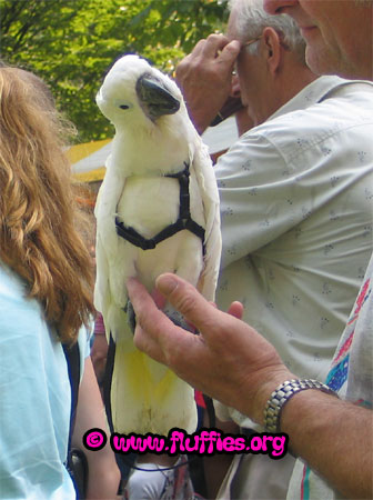 Another umbrella cockatoo (cacatua alba)