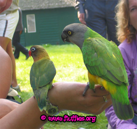 Iago with Kami