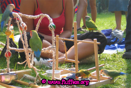 Budgie & lovebirds place!