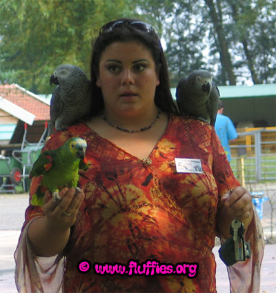Packing the birds for the ride home: Oma, the blue front amazon & two grey parrots