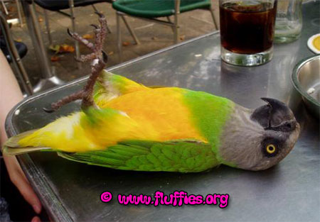 Beer is not good for Senegal parrots!
