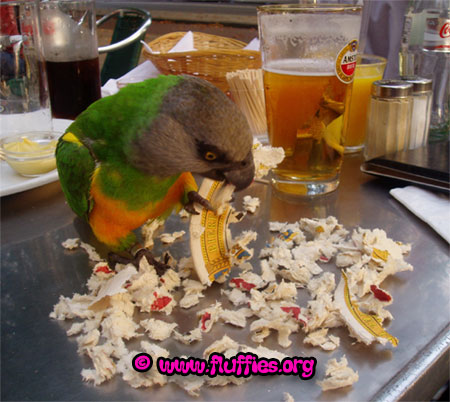 Iago, honorary member of the 'destroyers'.. :)