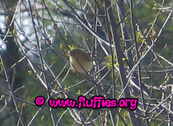 A willow warbler..