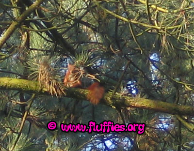 A squirrel came to look at the parrots..