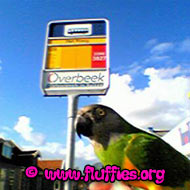 Yes, it's the right one Zazu!