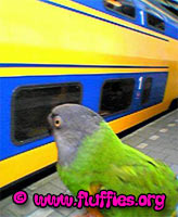 Is this our train?