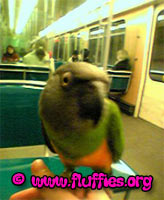 I am a real globe parrot!