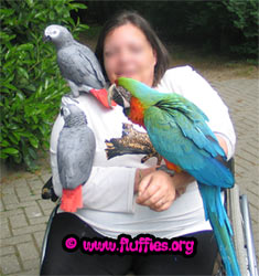 Covered in parrots..