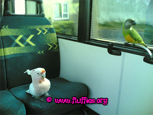 Parrots travelling by bus