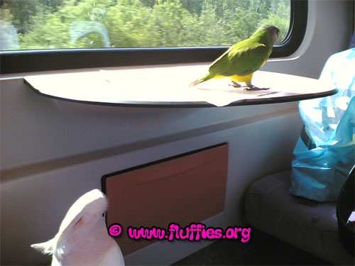 Parrots travelling by train