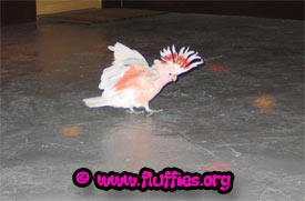 Yiehaaa! Do you see the lights on the floor? Let's do the birdy twist!