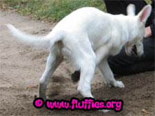 Are there truffles over here?