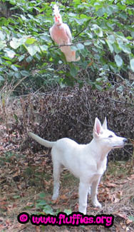Go away, stupid dog! This is my tree!