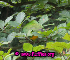 Iagoooo!!