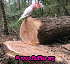 I cut this tree down..