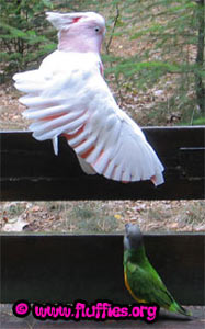 Hey! Watch out with that wing!
