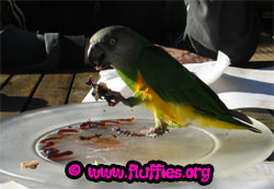 Me? I have perfect table manners!