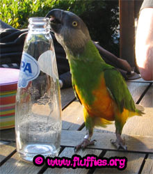 I want something to drink!