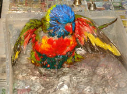 Hey you! You have to take a bath tooooo!