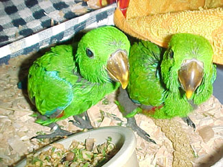 Two eclectus parrots: Finnigan & Bailey